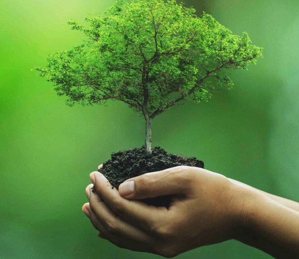 The Future of Eco-Friendly Food Packaging